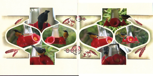 page double virtuose colibri